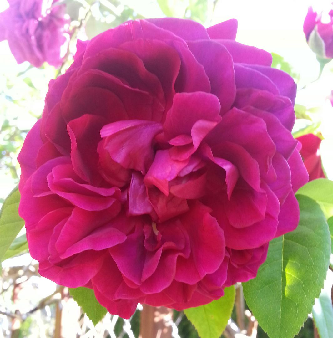  photo 20140727_085103-1_zpsqnjronwh.jpg